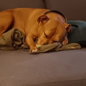 Meet your Posher, Bruce